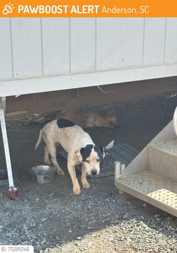 Found/Stray Female Dog last seen West Franklin Street, Anderson, SC 29624
