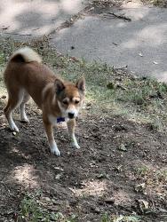 Found/Stray Unknown Dog last seen Walsh and jessamine, Saint Paul, MN 55106