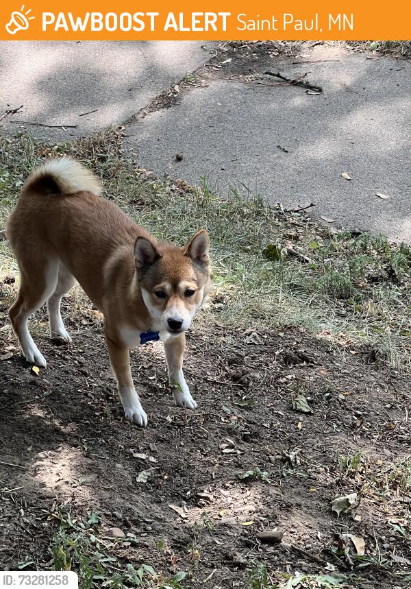 Found/Stray Unknown Dog last seen Walsh and jessamine, Saint Paul, MN 55106