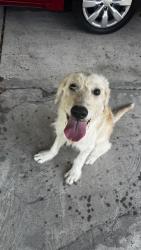 Found/Stray Male Dog last seen Near Huckleberry Ln, Pasadena, TX 77502