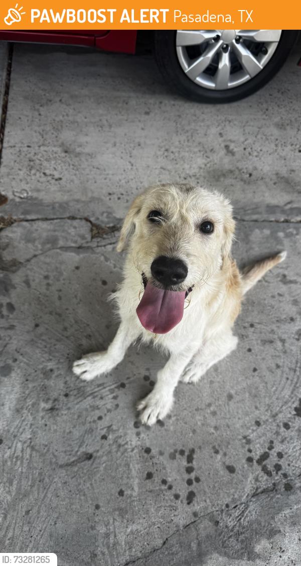 Found/Stray Male Dog last seen Near Huckleberry Ln, Pasadena, TX 77502