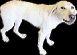 Shelter Stray Female Dog last seen , 1850 W 60th St, Los Angeles, CA 90047, USA