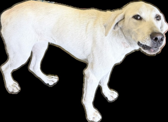 Shelter Stray Female Dog last seen , 1850 W 60th St, Los Angeles, CA 90047, USA