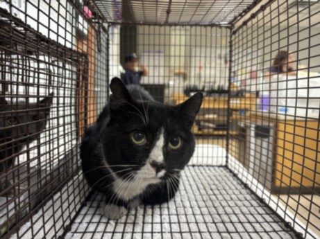 Shelter Stray Male Cat last seen , 957 N Gaffey St, San Pedro, CA 90731, USA