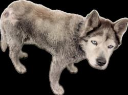 Shelter Stray Male Dog last seen , 1850 W 60th St, Los Angeles, CA 90047, USA