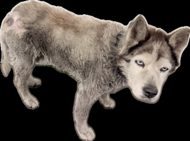 Shelter Stray Male Dog last seen , 1850 W 60th St, Los Angeles, CA 90047, USA