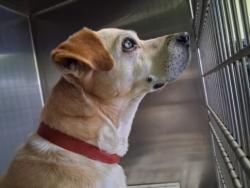 Shelter Stray Male Dog last seen , 1850 W 60th St, Los Angeles, CA 90047, USA