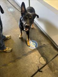 Shelter Stray Male Dog last seen , 1850 W 60th St, Los Angeles, CA 90047, USA