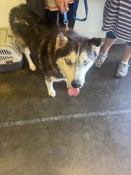 Shelter Stray Male Dog last seen , 1850 W 60th St, Los Angeles, CA 90047, USA