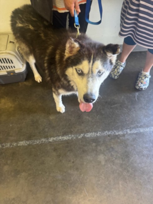 Shelter Stray Male Dog last seen , 1850 W 60th St, Los Angeles, CA 90047, USA