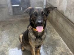 Shelter Stray Female Dog last seen , 957 N Gaffey St, San Pedro, CA 90731, USA