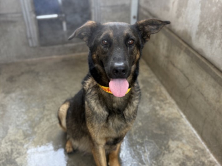 Shelter Stray Female Dog last seen , 957 N Gaffey St, San Pedro, CA 90731, USA