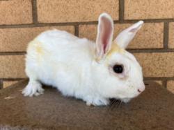 Shelter Stray Male Other last seen , 3201 Lacy St, Los Angeles, CA 90031, USA