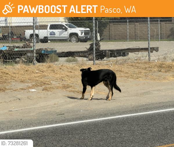 Found/Stray Male Dog last seen S. Rd 40 East, Pasco, WA 99301