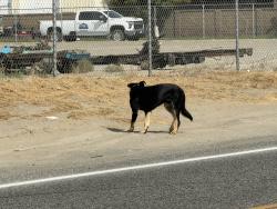 Found/Stray Male Dog last seen S. Rd 40 East, Pasco, WA 99301