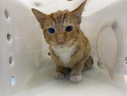 Shelter Stray Male Cat last seen Near BLOCK S 15TH PL, 3839 W Burnham St, West Milwaukee, WI 53215, USA