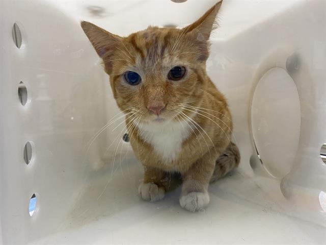 Shelter Stray Male Cat last seen Near BLOCK S 15TH PL, 3839 W Burnham St, West Milwaukee, WI 53215, USA