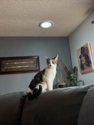 Found/Stray Female Cat last seen 73rd Ave & Bethany, Glendale, AZ 85303