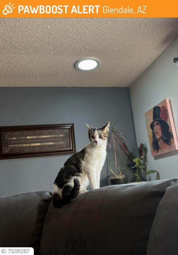 Found/Stray Female Cat last seen 73rd Ave & Bethany, Glendale, AZ 85303
