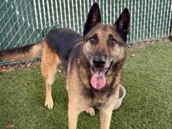 Shelter Stray Male Dog last seen SAN CARLOS AND SACRAMENTO, 5821 Sweetwater Rd, Bonita, CA 91902, USA