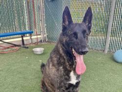 Shelter Stray Male Dog last seen , 5821 Sweetwater Rd, Bonita, CA 91902, USA