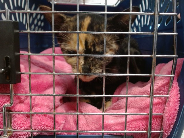 Shelter Stray Female Cat last seen Near BLOCK SW 104TH ST, OKLAHOMA CITY, OK 73159, 2811 SE 29th St, Oklahoma City, OK 73129, USA