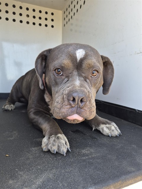 Shelter Stray Female Dog last seen CHESTER AVE, /W COLUMBUS ST, BAKERSFIELD CA, 201 S Mt Vernon Ave, Bakersfield, CA 93307, USA