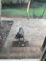 Found/Stray Female Dog last seen New garden, Greensboro, NC 27410