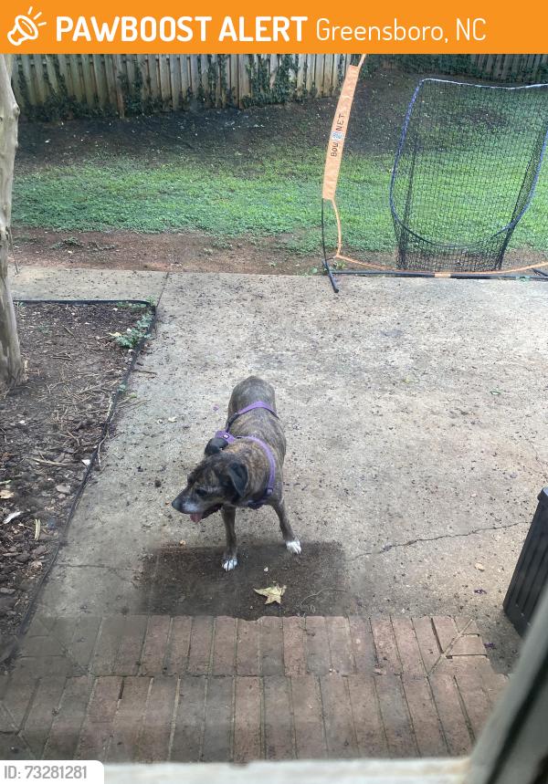 Found/Stray Female Dog last seen New garden, Greensboro, NC 27410