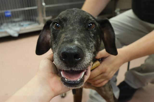 Shelter Stray Male Dog last seen Near BLOCK NORTHWOOD ST, 127 Humane Ln, Columbia, SC 29201, USA