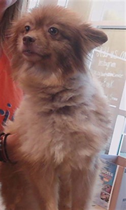 Shelter Stray Female Dog last seen EHREN CUTOFF AND EHREN CEMETARY ROAD (CONNERTON AREA), 19640 Dogpatch Ln, Land O' Lakes, FL 34638, USA
