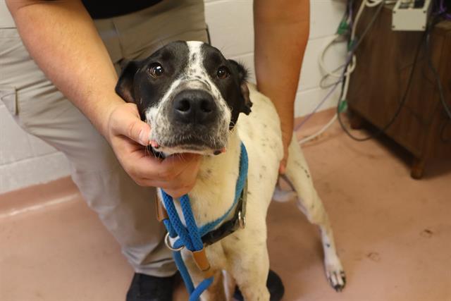 Shelter Stray Male Dog last seen Near BLOCK NORTHWOOD ST, 127 Humane Ln, Columbia, SC 29201, USA