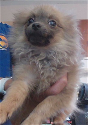 Shelter Stray Female Dog last seen EHREN CUTOFF AND EHREN CEMETARY ROAD (CONNERTON AREA), 19640 Dogpatch Ln, Land O' Lakes, FL 34638, USA