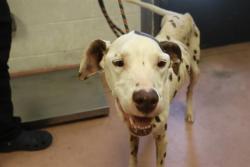 Shelter Stray Female Dog last seen Near BLOCK NORTHWOOD ST, 127 Humane Ln, Columbia, SC 29201, USA