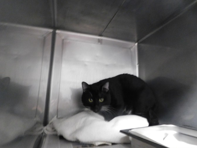 Shelter Stray Male Cat last seen , West Valley Animal Shelter, 20655 Plummer St, Chatsworth, CA 91311, USA