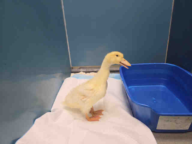 Shelter Stray Unknown Bird last seen MARSHALL WAY, 2481 Palomar Airport Rd, Carlsbad, CA 92011, USA