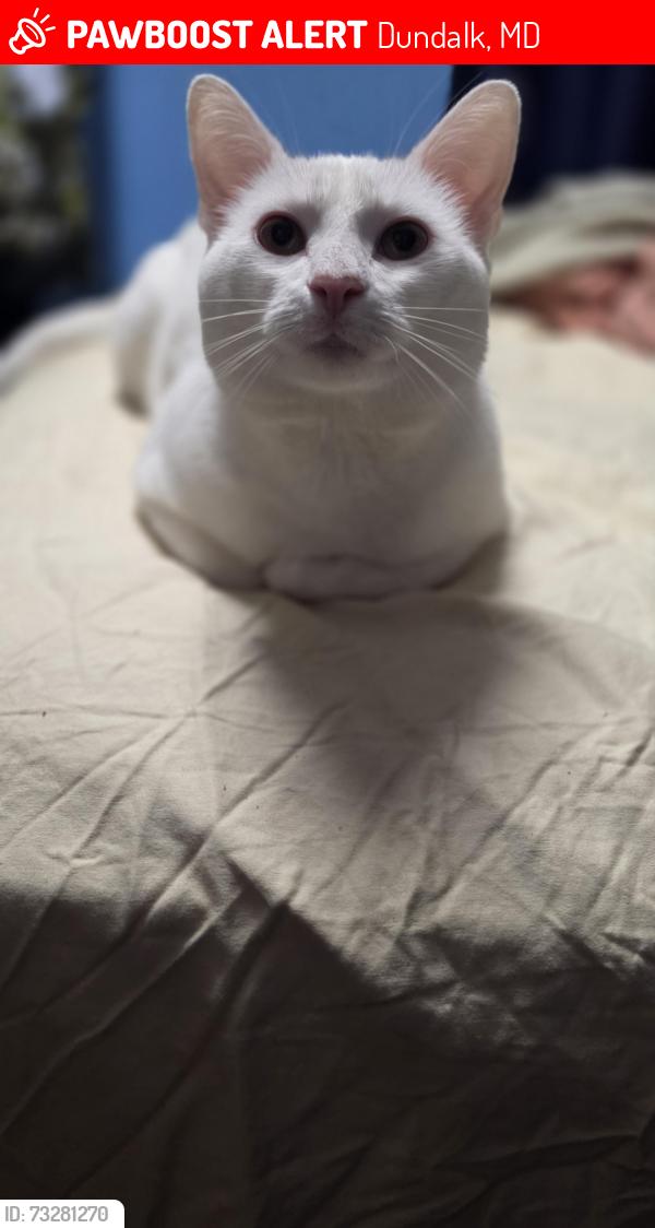Lost Male Cat last seen Jackson rd, Dundalk, MD 21222