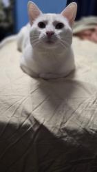 Lost Male Cat last seen Jackson rd, Dundalk, MD 21222