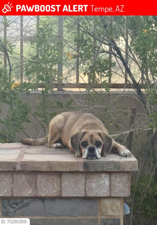 Lost Female Dog last seen 13th St and Mill Ave. near ASU campus, Tempe, AZ 85281