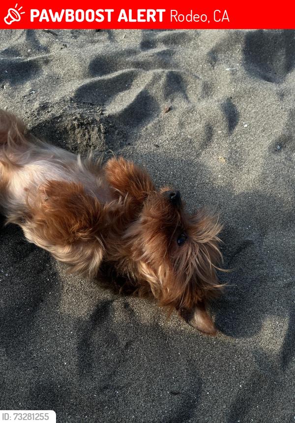 Lost Female Dog last seen Rodeo ca, Rodeo, CA 94572