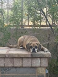 Lost Female Dog last seen 13th St and Mill Ave. near ASU campus, Tempe, AZ 85281
