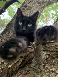 Lost Female Cat last seen Richardson and colony Rd, Jonesboro, AR 72404