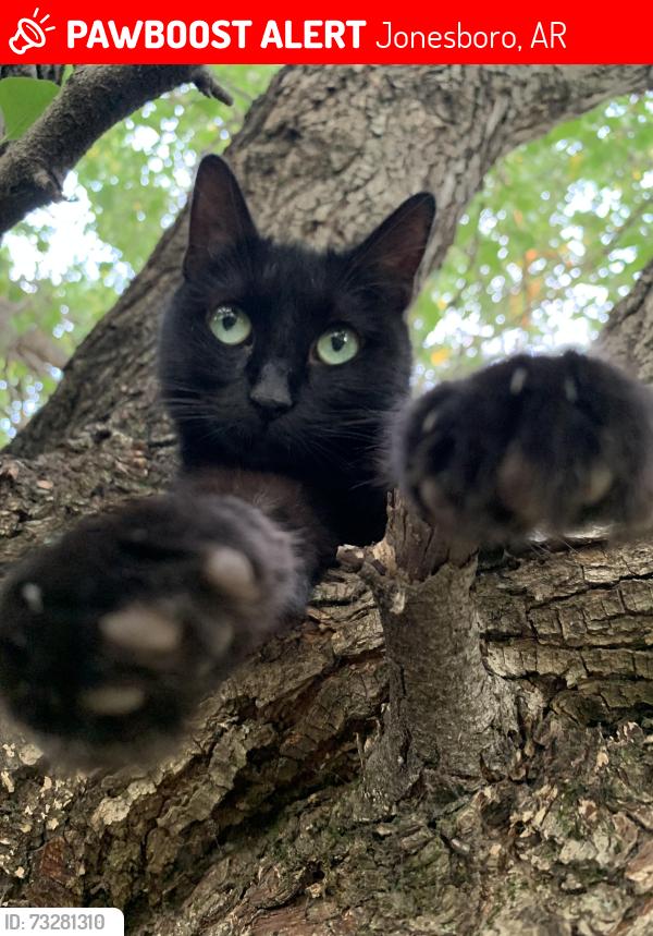 Lost Female Cat last seen Richardson and colony Rd, Jonesboro, AR 72404