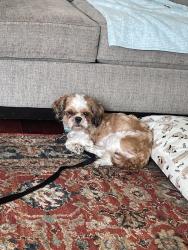 Lost Male Dog last seen Sylvan Way, Bremerton, WA 98310