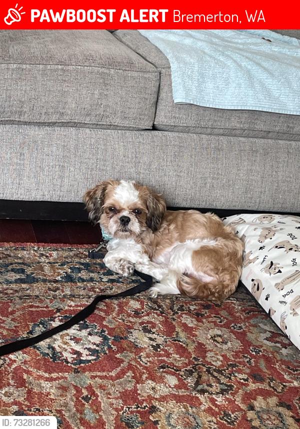 Lost Male Dog last seen Sylvan Way, Bremerton, WA 98310