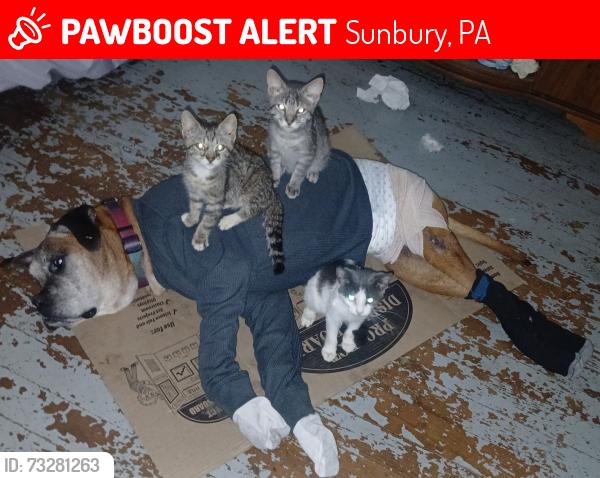 Lost Male Dog last seen Buchs Hollow and Comfort roads, Sunbury, PA 17801