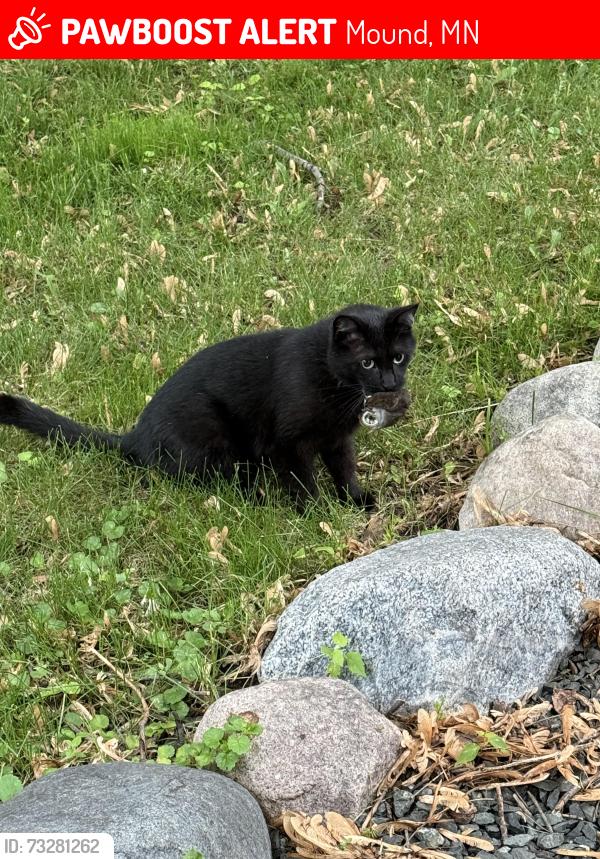 Lost Male Cat last seen County rd 151 and 110/commonwealth, Mound, MN 55364