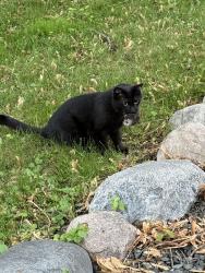 Lost Male Cat last seen County rd 151 and 110/commonwealth, Mound, MN 55364