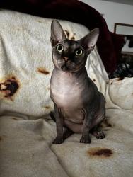 Lost Male Cat last seen Olive Avenue, Merced, CA 95340