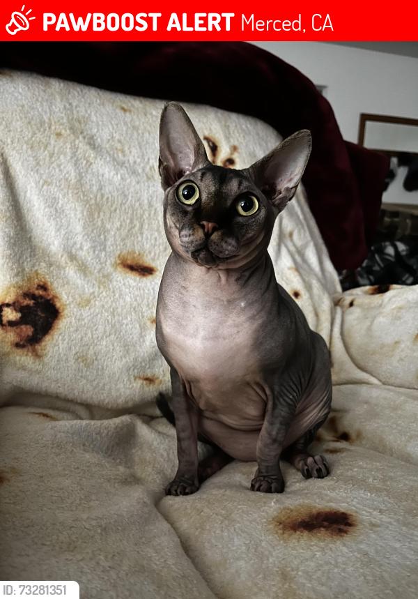 Lost Male Cat last seen Olive Avenue, Merced, CA 95340